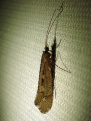 Glyphopsyche irrorata