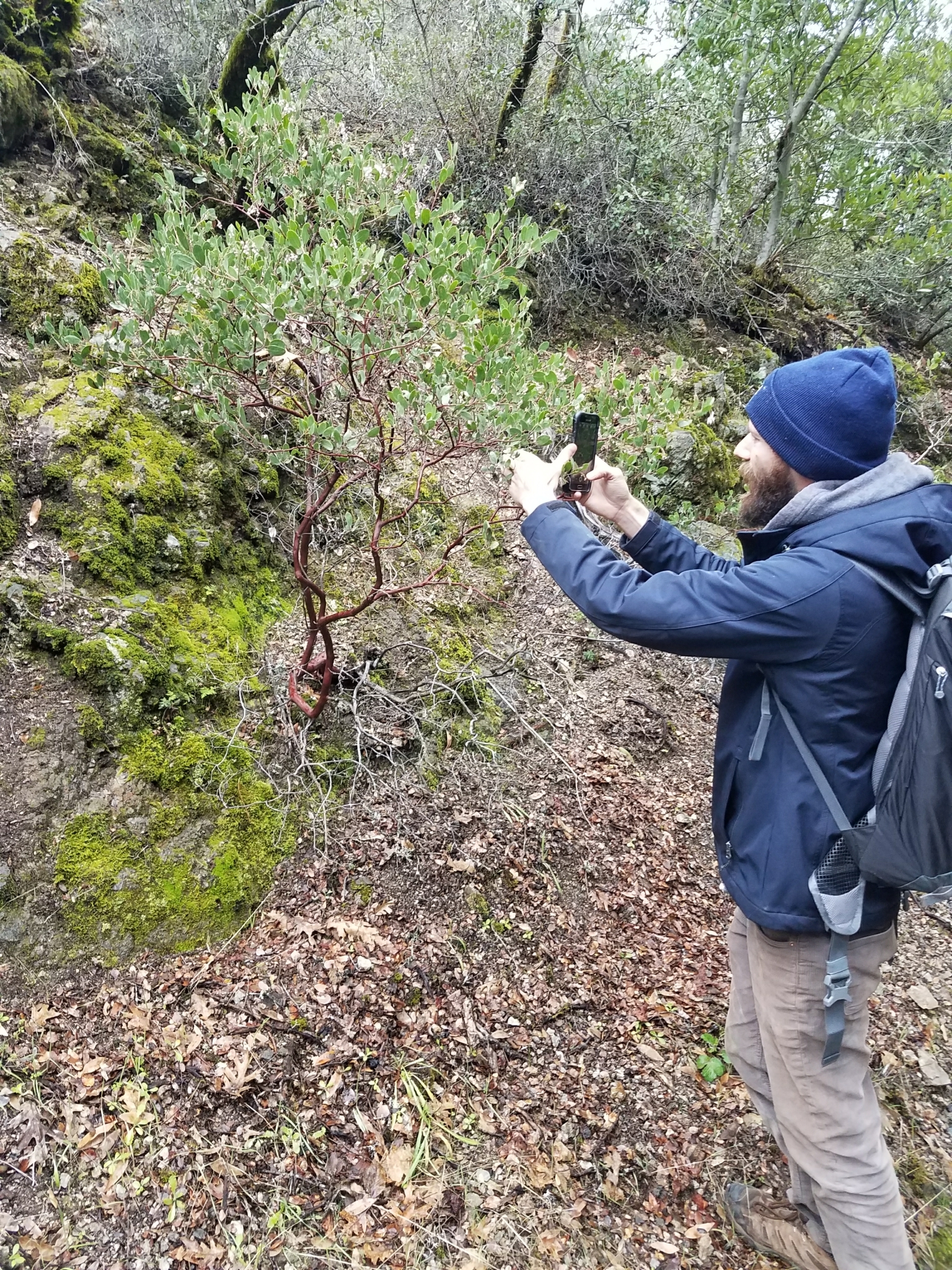 Arctostaphylos stanfordiana ssp. stanfordiana