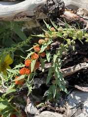 Blitum virgatum