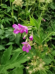 Epilobium alpestre