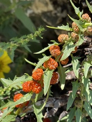 Blitum virgatum