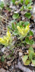 Castilleja septentrionalis