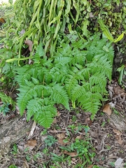 Davallia denticulata