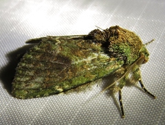 Cecrita biundata