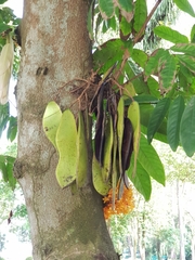 Saraca thaipingensis