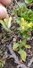 Castilleja septentrionalis