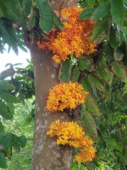 Saraca thaipingensis
