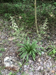 Veratrum hybridum