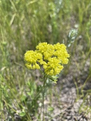 Eriogonum flavum