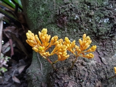 Saraca thaipingensis