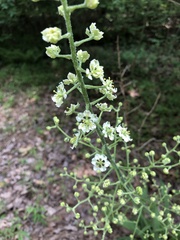 Veratrum hybridum