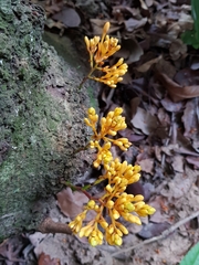 Saraca thaipingensis