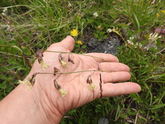 Silene saxatilis