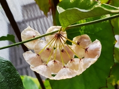 Hoya campanulata