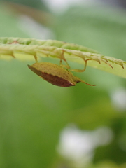 Peribalus strictus strictus