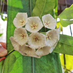 Hoya campanulata