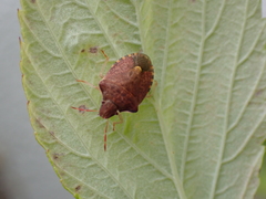 Peribalus strictus strictus