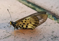 Acraea igola