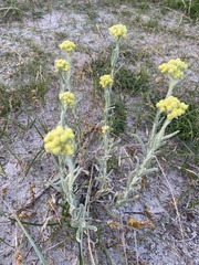 Helichrysum arenarium