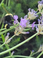Bombus vosnesenskii