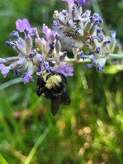 Bombus vosnesenskii
