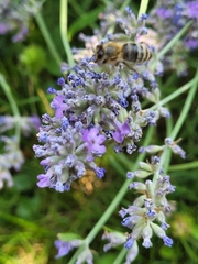 Apis mellifera