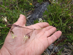 Silene saxatilis