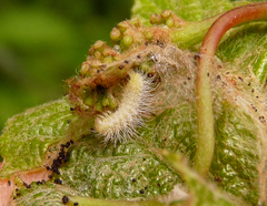 Geina periscelidactylus