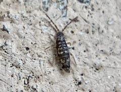 Seira bipunctata