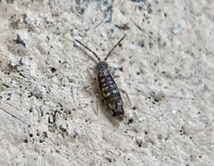 Seira bipunctata