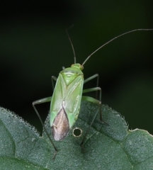 Calocoris affinis