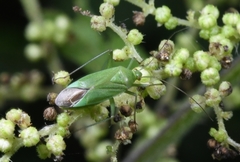Calocoris affinis