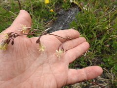 Silene saxatilis