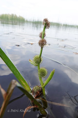 Sparganium gramineum
