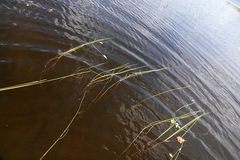 Sparganium gramineum