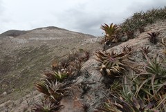 Tillandsia lymanii