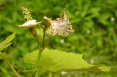 Geina periscelidactylus