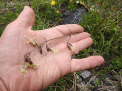 Silene saxatilis