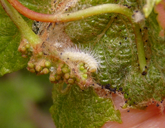 Geina periscelidactylus