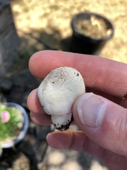 Pseudochitonia