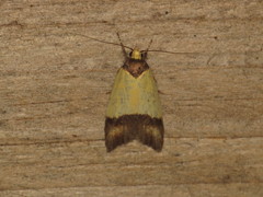 Heteroteucha dichroella