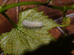 Geina periscelidactylus
