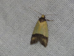 Heteroteucha dichroella