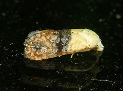 Eugnosta erigeronana