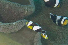 Amphiprion polymnus