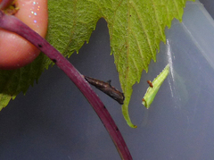 Geina periscelidactylus