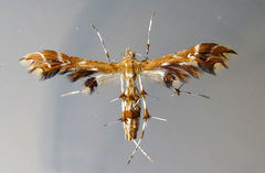 Geina periscelidactylus