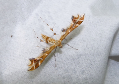 Geina periscelidactylus