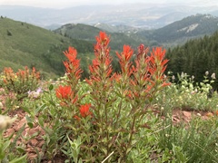 Castilleja applegatei viscida