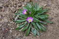 Calandrinia colchaguensis
